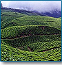 Tea Garden & Spice Tour of Kerala