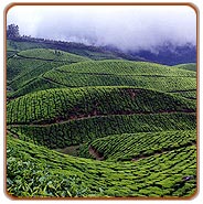 Tea Plantations, Munnar Travel Guide