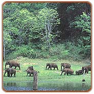 Wildlife, Thekkady Tours