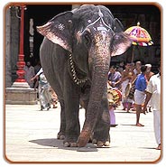Trichy Holiday Vacations