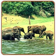 Wildlife, Periyar Travel Packages