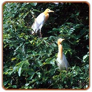 Kerala Wildlife Tour 