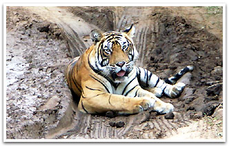 Tiger, Ranthambhore Tour & Travels