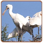 Bharatpur Bird, Bharatpur Holidays