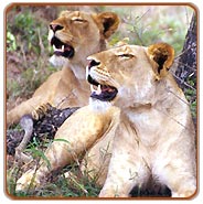 Gir Lion, Glimpses of Western India