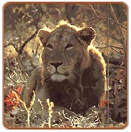 Gir Lion, Wankaner Vacations