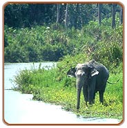 Wildlife, Periyar Travels