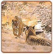Tigers, Bandavgarh Vacations