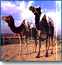 Caravan with Camel