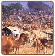 Camel Fair, Pushkar Holiday Vacations