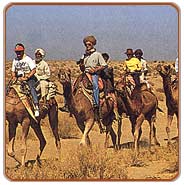 Camel Safari, Bikaner Travels