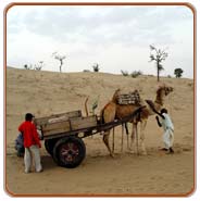 Camel Tour, Jaipur Travels