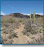 Desert Trail Tour