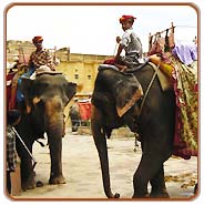 Elephant Ride, Jaipur Travels