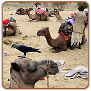 Desert, Jaisalmer Vacations