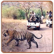Jeep Safari, Sariska Vacations