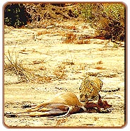 Leopard Cat, Ranthambhore Travels