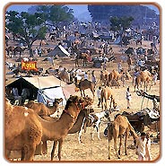 Pushkar Fair, Pushkar Vacations
