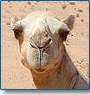 Rajasthan on Camel