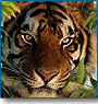 Royal Rustic Rajasthan with Wildlife