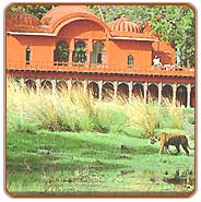 Wildlife, Ranthambhore Tours