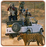 Safari, Ranthambhore Tourism