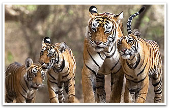 Tiger, Ranthambore Travels
