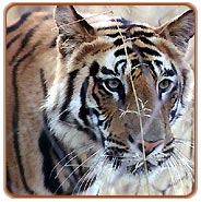 Ranthambore Tiger Tour
