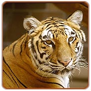 Ranthambhore Tiger Tours