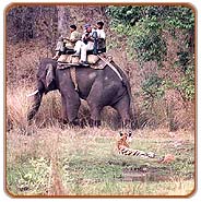 Elephant Safari, Ranthambhore Vacations