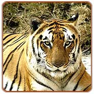 Tiger, Kanha Vacations