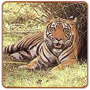 Tiger, Ranthambhore Vacations