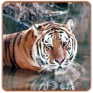 Tiger, Ranthambhore Jungle Safari
