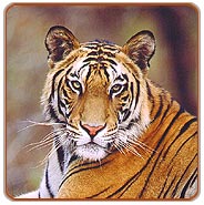 Tiger, Ranthambhore Tours