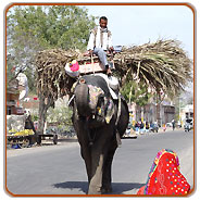 Village, Jaipur Travels &Tours