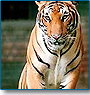 Religious India & Wildlife Tour