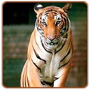 Wildlife Tour of India