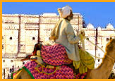 Camel Safari Tour