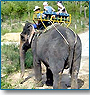 Elephant Safari in Corbett 