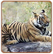 Tiger, Wildlife Safari in Corbett