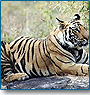 Wildlife Safari in Corbett