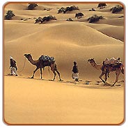 Desert Safari Tour
