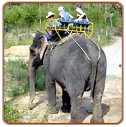 Elephant Safari in Corbett