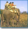 Elephant Safari in Kerala