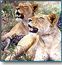 Lion Safari in India