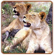 Lion Safari in India