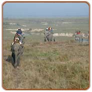 Elephant Safari, Bharatpur