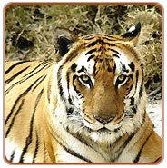 Tiger, Ranthambhore National Park