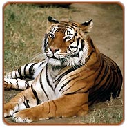 Tiger, Corbett Tours & Travels