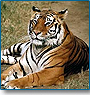 Corbett Tour